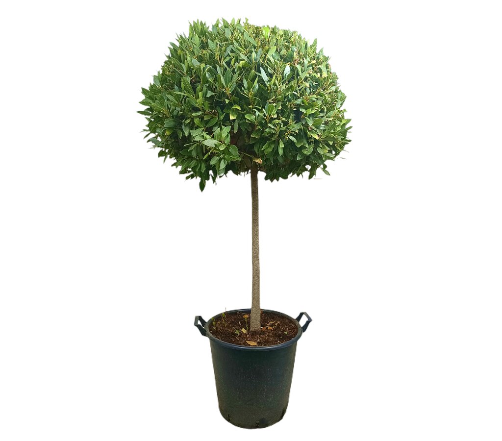 Laurus Nobilis Copa M45 140-160cm_0
