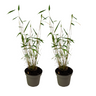 Bambú - 2 Pzs - Fargesia Papyrifera 'blue Dragon' - Altura 30-40cm - ⌀13cm