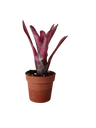 Neoregelia Olens X Marble Throat Planta Bromelia Para Terrarios E Inteior
