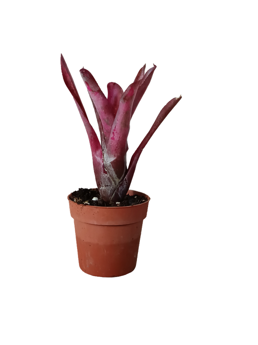 Neoregelia Olens X Marble Throat Planta Bromelia Para Terrarios E Inteior