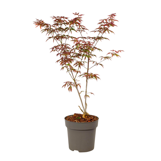 Arce Japonés - Acer Palmatum 'starfish' - Altura 60-70cm - ⌀19cm