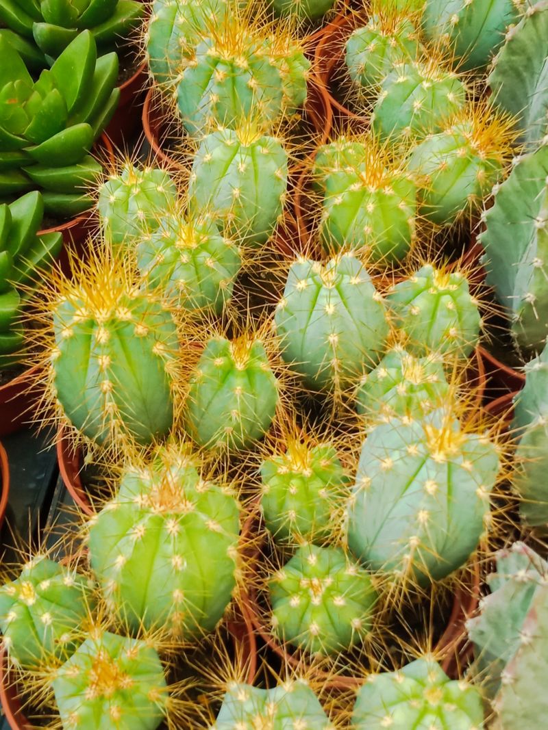 Pilosocereus Pachycladus Cactus Azul Planta Joven_0