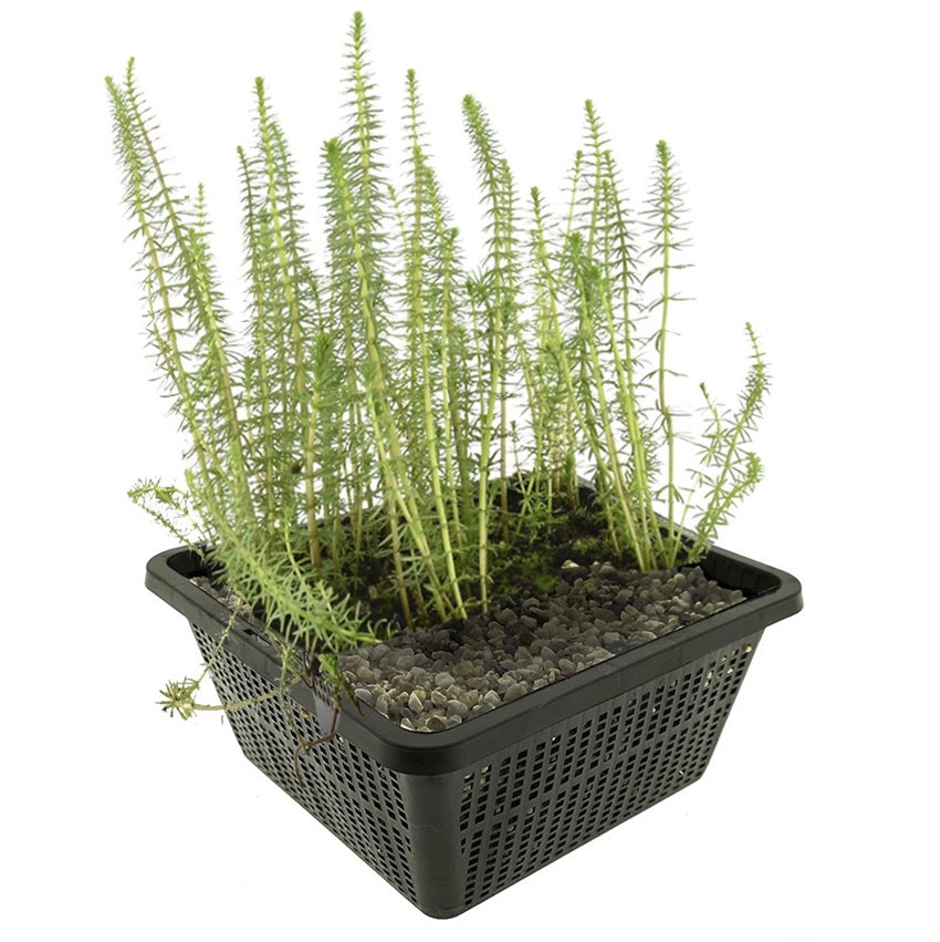 Cola Caballo Hippuris Vulgaris Estanque - Set 4 Plantas Oxigenante Con Cesta_0
