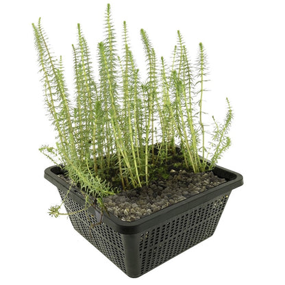 Cola Caballo Hippuris Vulgaris Estanque - Set 4 Plantas Oxigenante Con Cesta_0