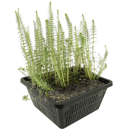 Cola Caballo Hippuris Vulgaris Estanque - Set 4 Plantas Oxigenante Con Cesta_0