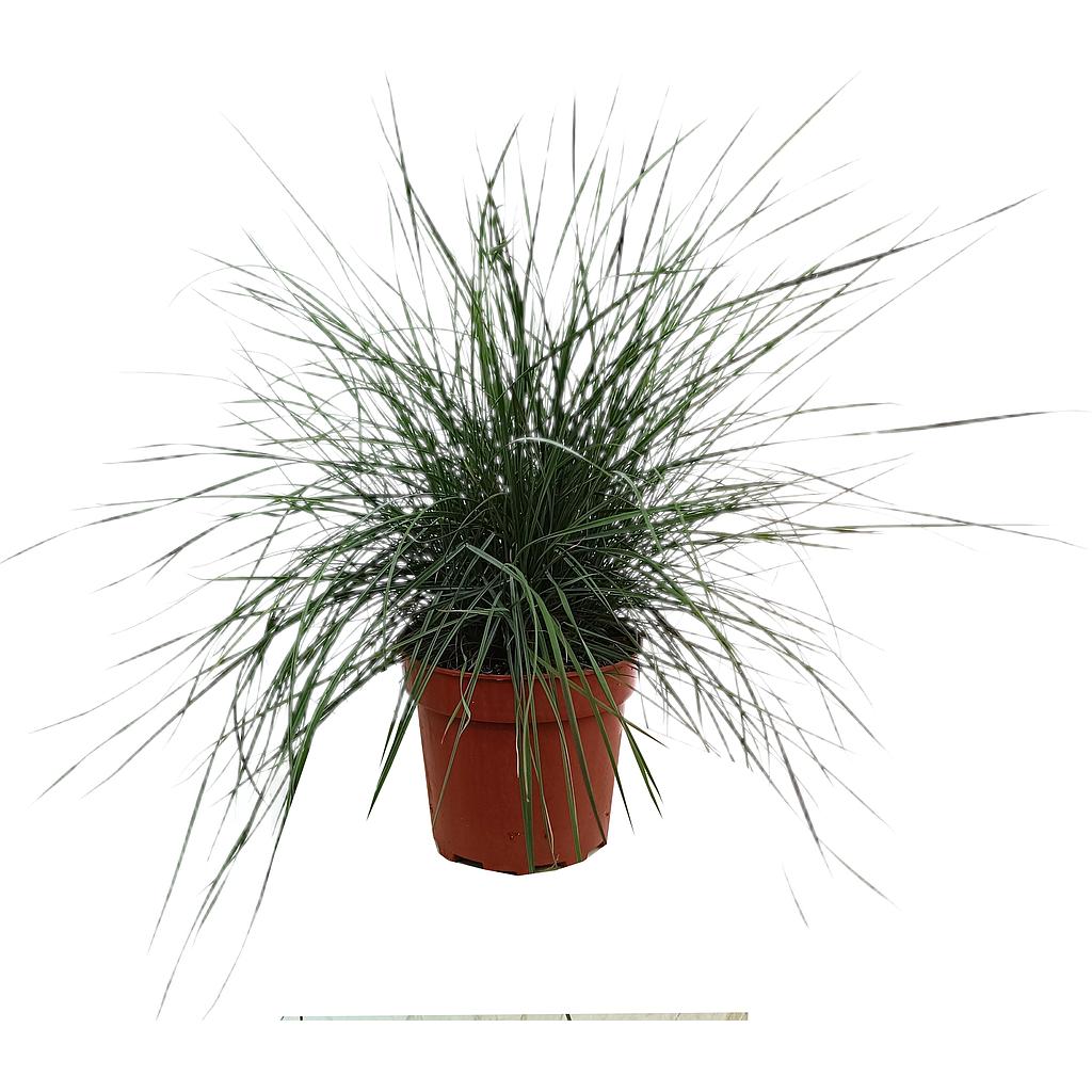 Muhlenbergia Capillaris M17