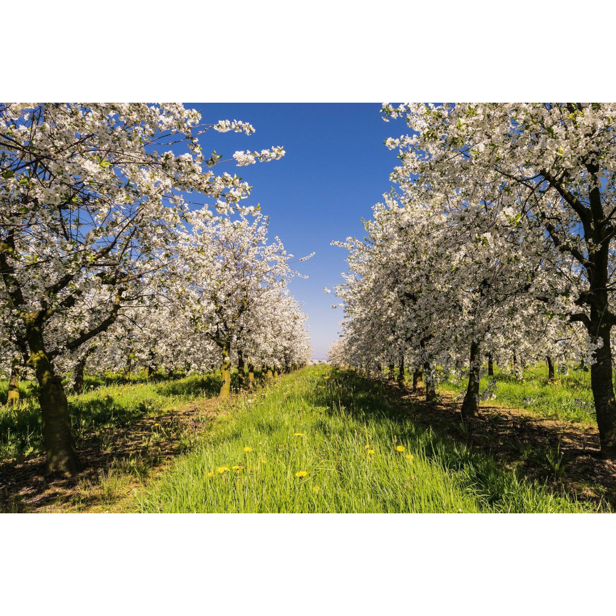 Biochar Enriquecido Livingchar 1000l