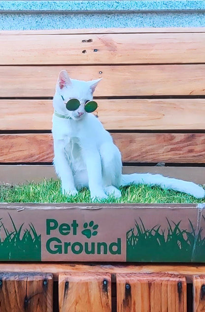 Petground, Arenero Para Gatos, Cama De Césped Natural, Hierba Gatera, Alfombra Olfativa S: 62 X 40 Cm_4