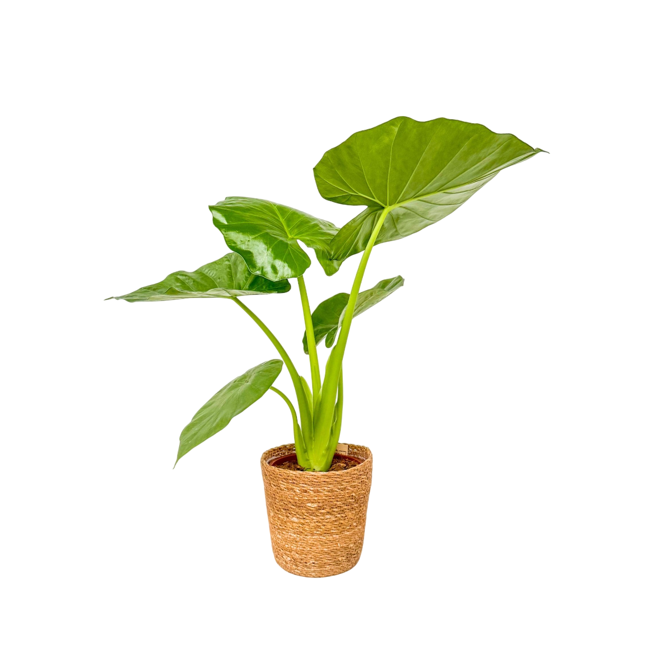 Taro Gigante - Alocasia 'macrorrhizos' - Incluye Cesta - Altura 60-70cm - ⌀17cm_0