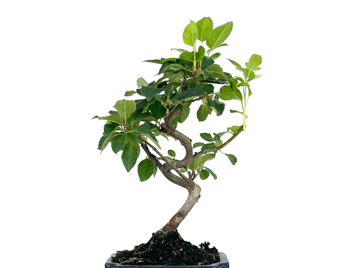 Bonsái Malus – Manzano 7 Años