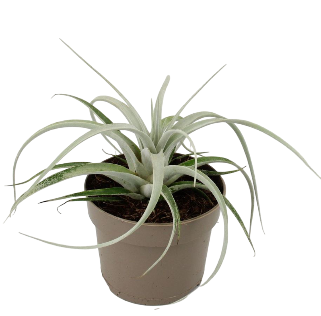 Tillandsia Xerographica Xs Clavel De Aire Planta Natural_0