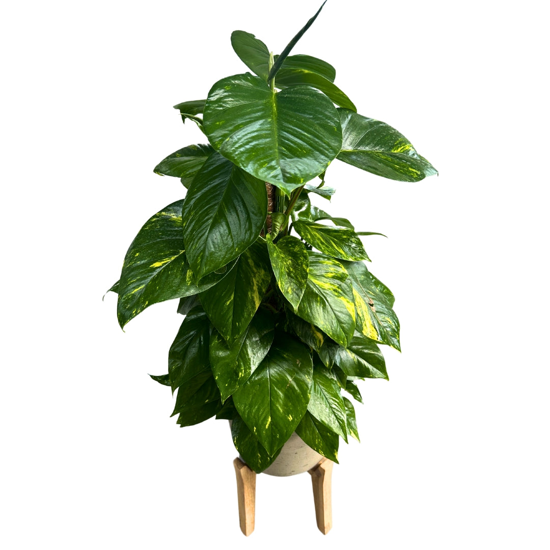 Pothos En Tutor 0,80m De Altura M17_0