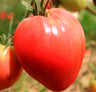Semillas Tomate Corazón De Buey Ecológicas