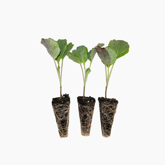 Plantón Col De Pasqua - Plantabo. 10 Unidades_0