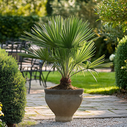 Palmito - Chamaerops Humilis - Altura 50-60cm - ⌀15cm