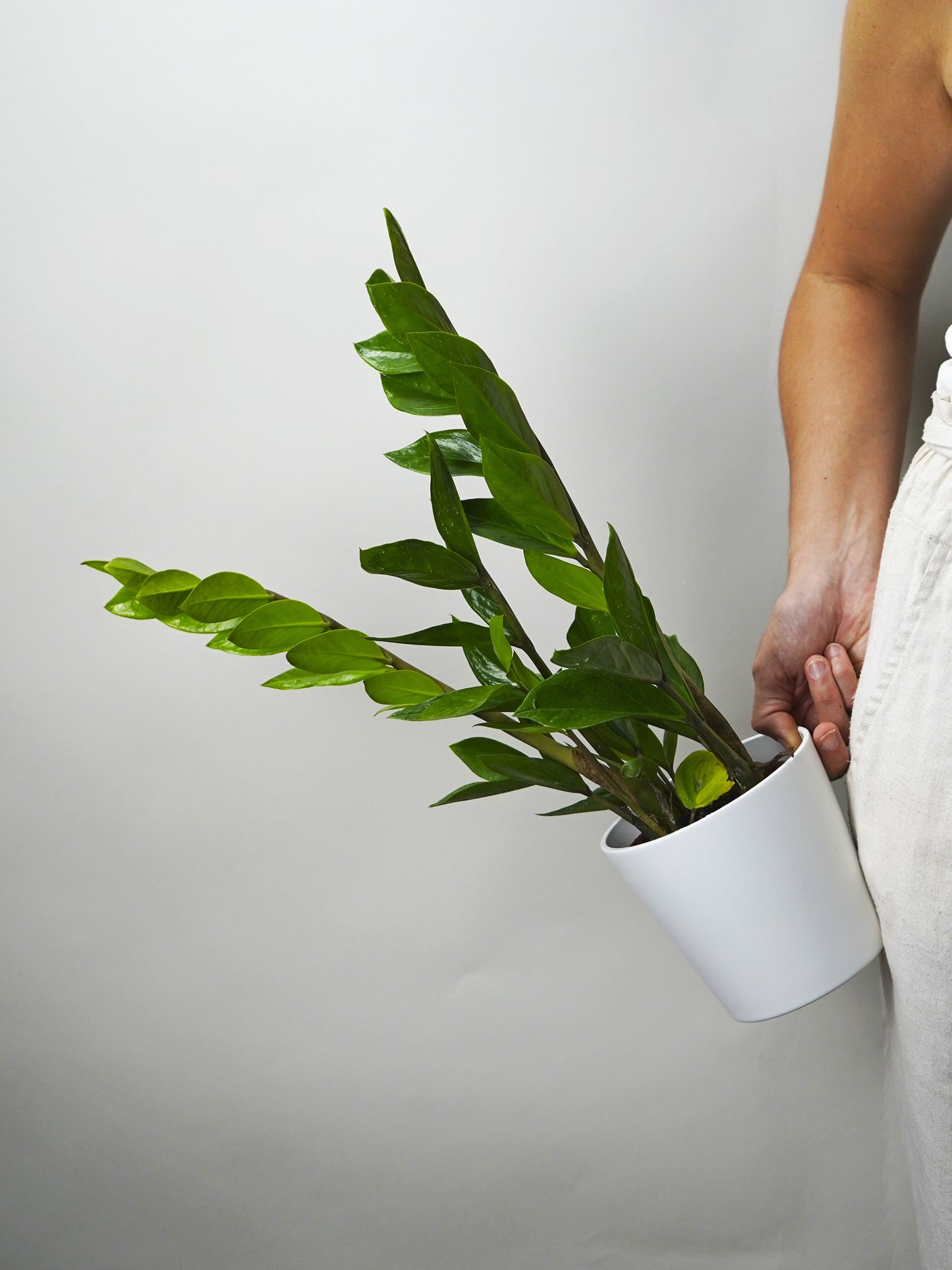 Zamioculca Zamiifol  Altura 60cm - Maceta 14cm