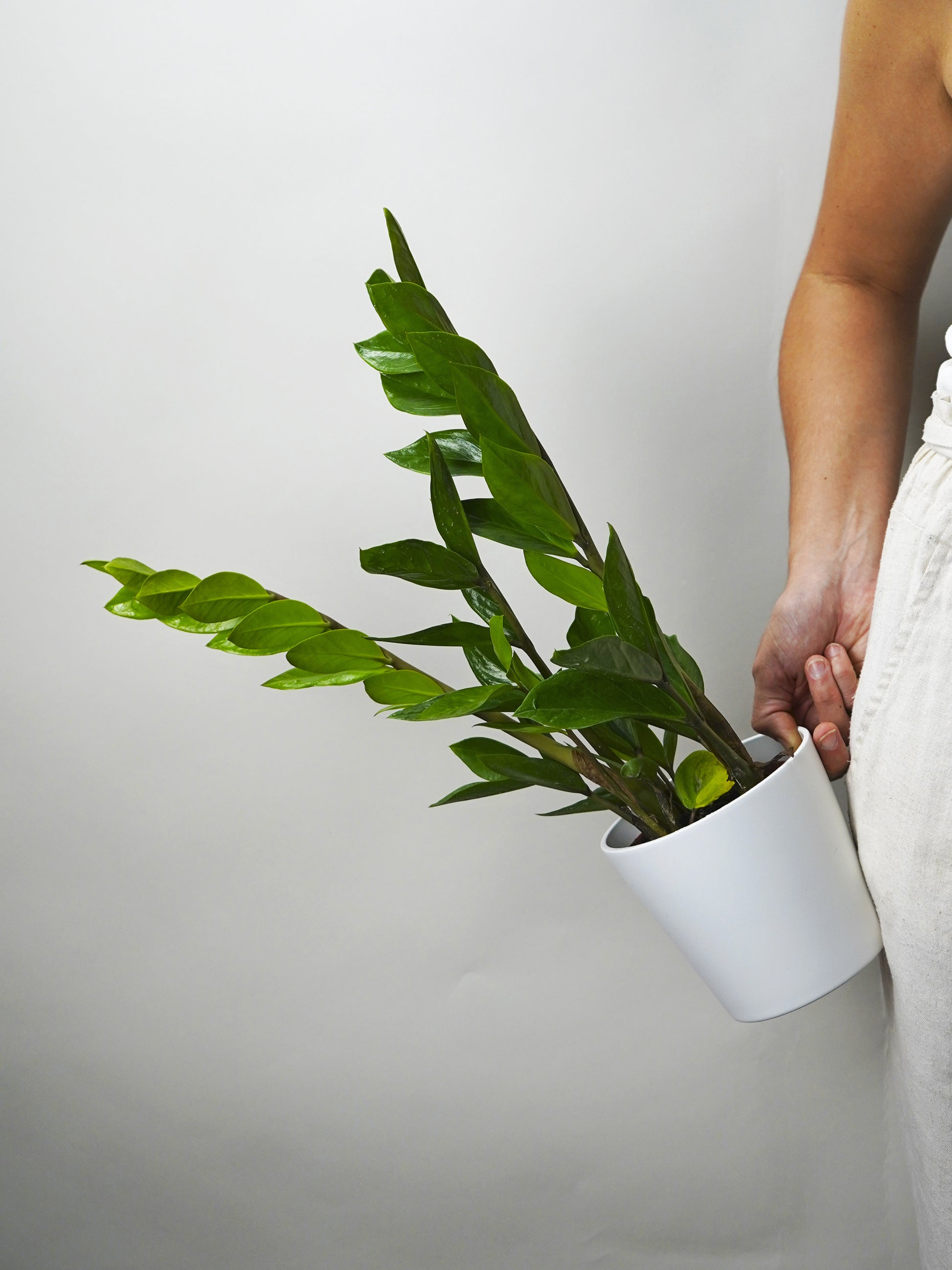 Zamioculca Zamiifol  Altura 60cm - Maceta 14cm