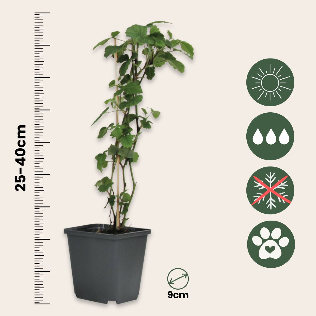Trompetera - 6 Pzs - Brugmansia - Altura 25-40cm - ⌀9cm