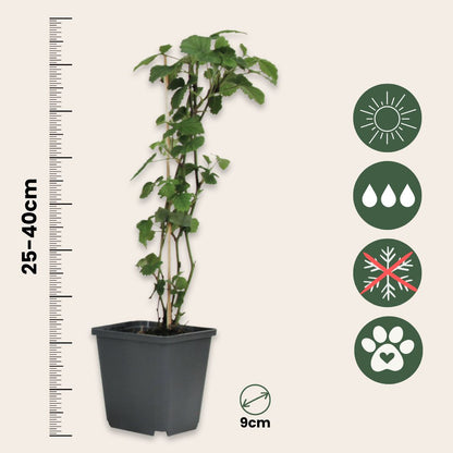 Trompetera - 6 Pzs - Brugmansia - Altura 25-40cm - ⌀9cm