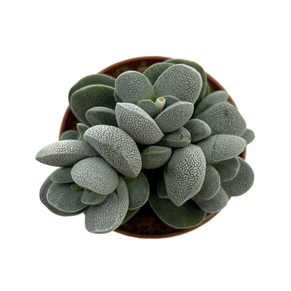 Crassula Tecta Cactus Y Suculentas M8,5 Ø