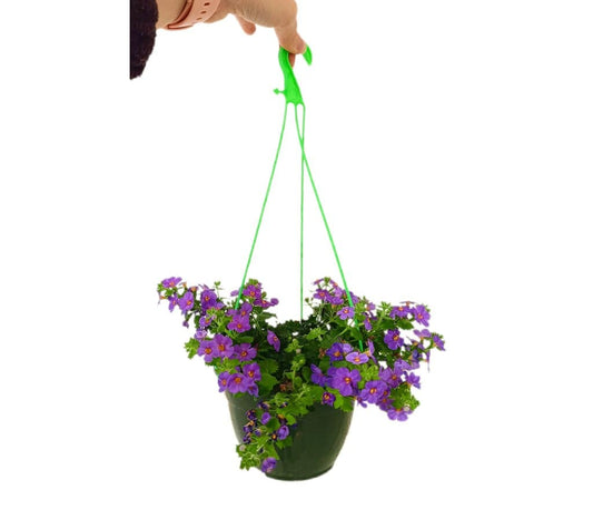 Bacopa M15_0