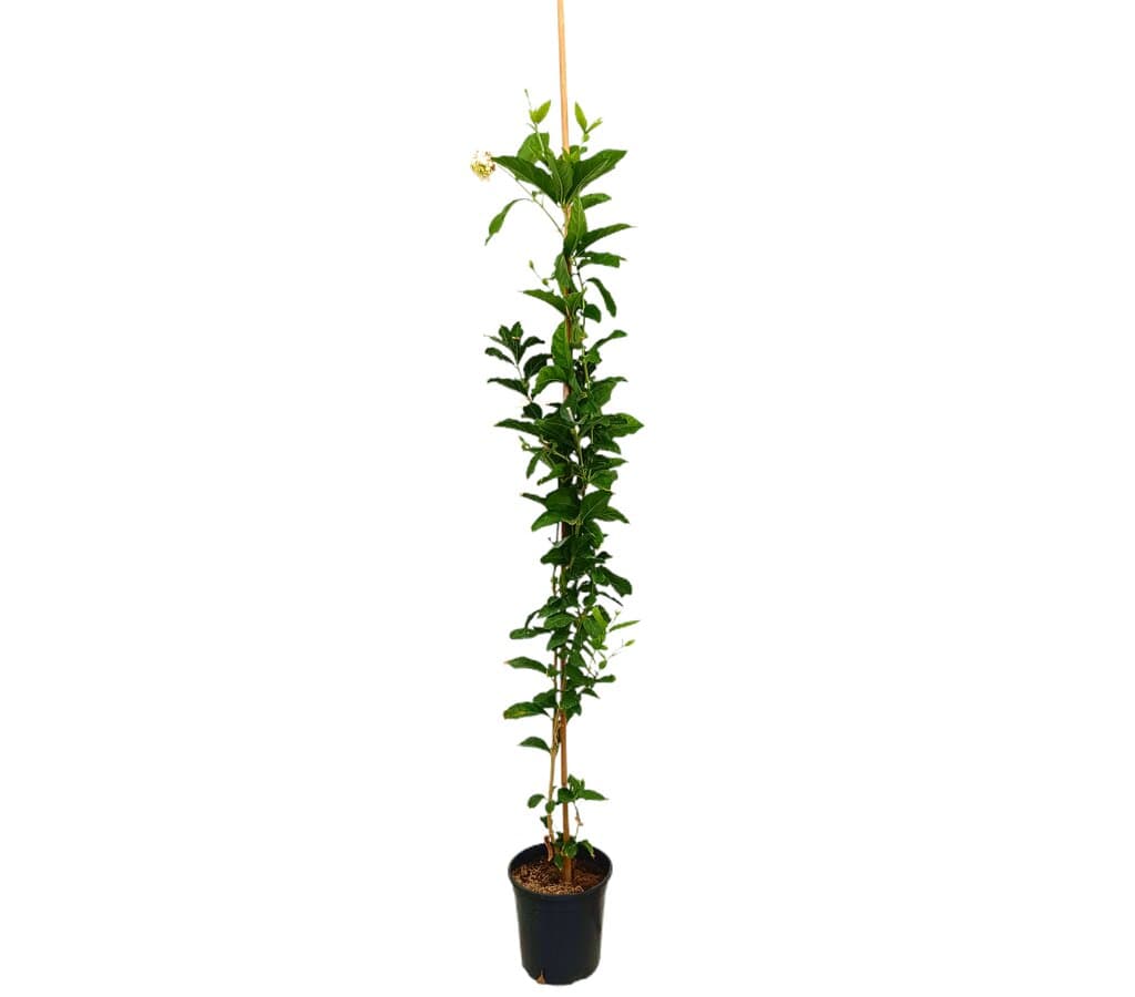 Jasminum Sambac Gran Duque M20 160-180cm_0
