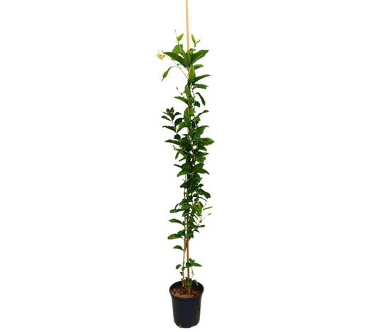 Jasminum Sambac Gran Duque M20 160-180cm_0