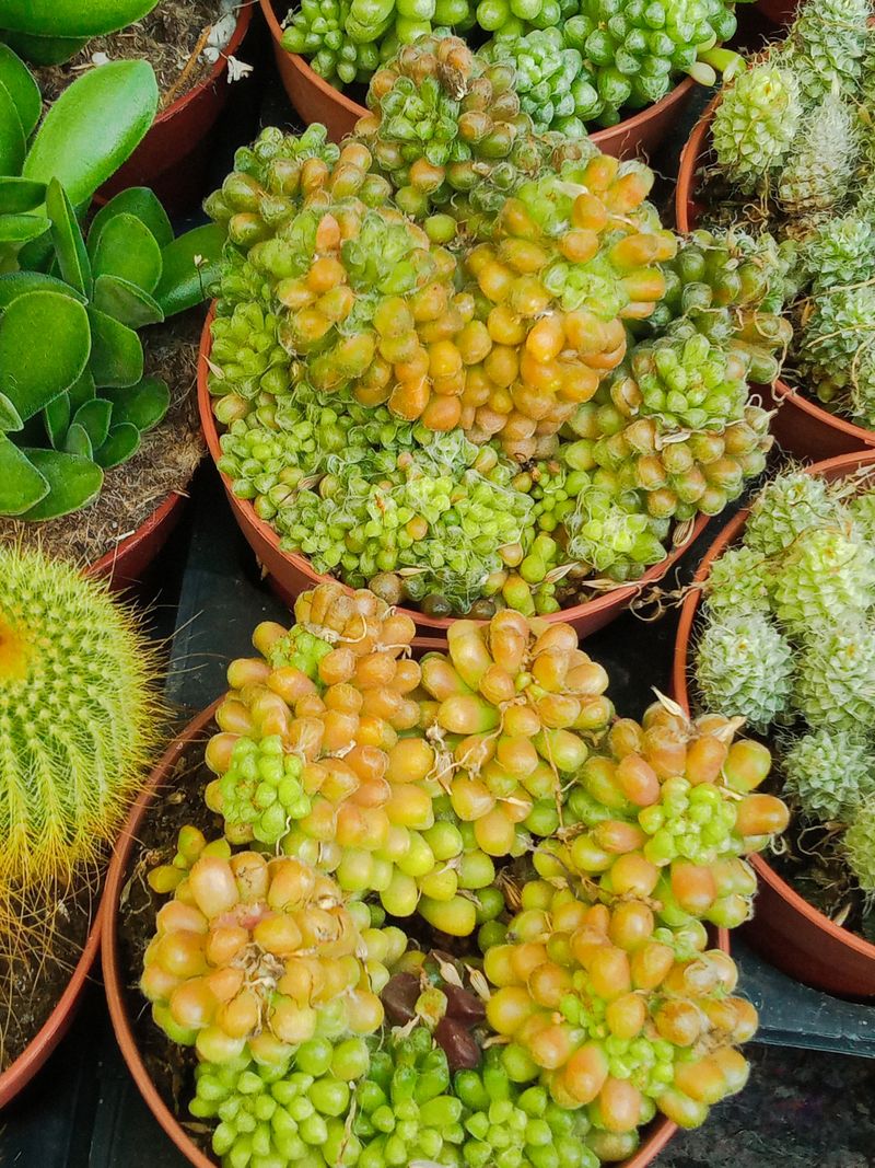Planta Anacampseros Filamentosa S. Tomentosa Ø8 Cm_0