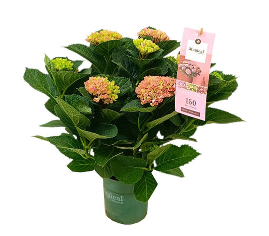 Hortensia Magical M16_0
