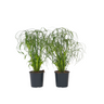 Planta Paraguas - 4 Pzs - Cyperus Alternifolius - Altura 40-50cm - ⌀14cm