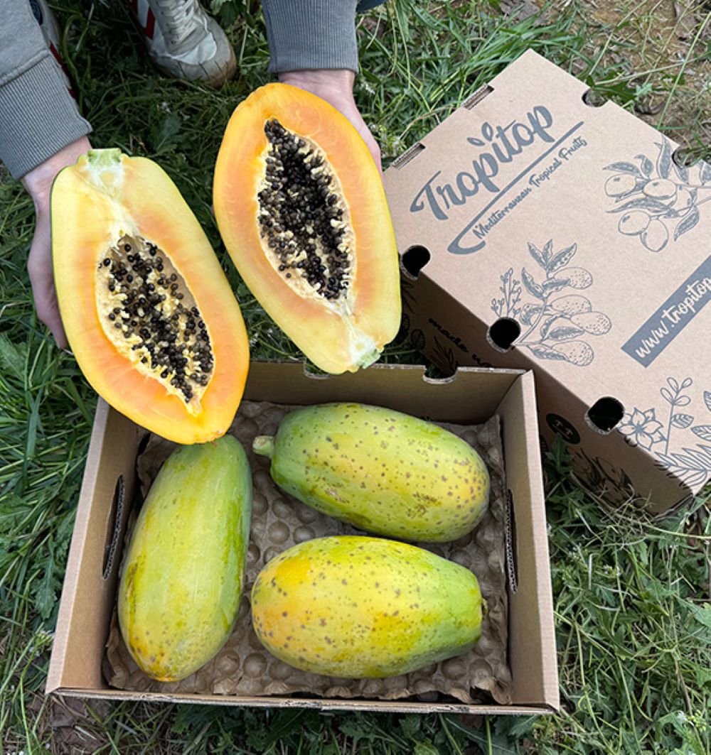 Caja De Papayas De Temporada Tropitop 4kg_3