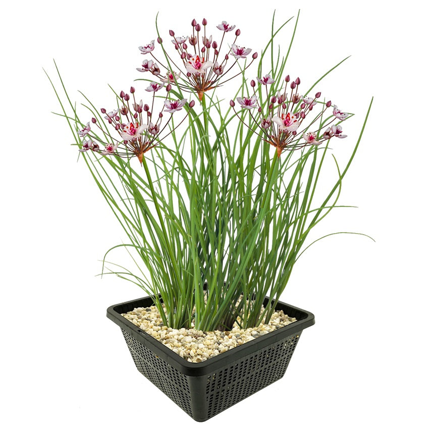 Junco Floreciente Butomus Umbellatus Estanque - Set 4 Plantas Con Cesta Sustrato_0