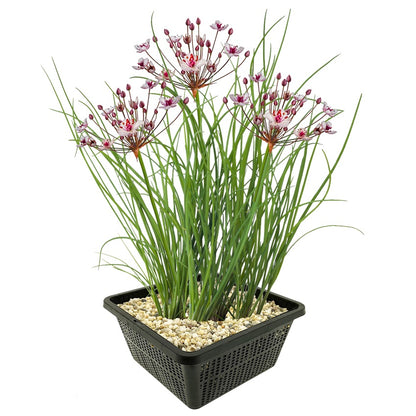 Junco Floreciente Butomus Umbellatus Estanque - Set 4 Plantas Con Cesta Sustrato_0
