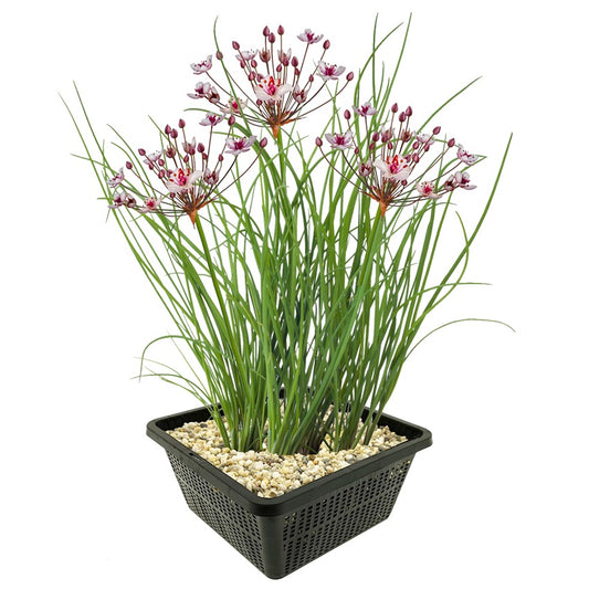 Junco Floreciente Butomus Umbellatus Estanque - Set 4 Plantas Con Cesta Sustrato_0