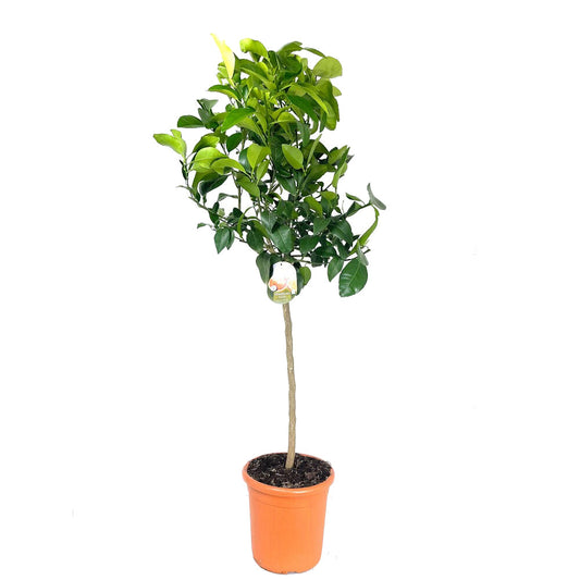 Pomelo Copa M26 140cm (rosa)_0