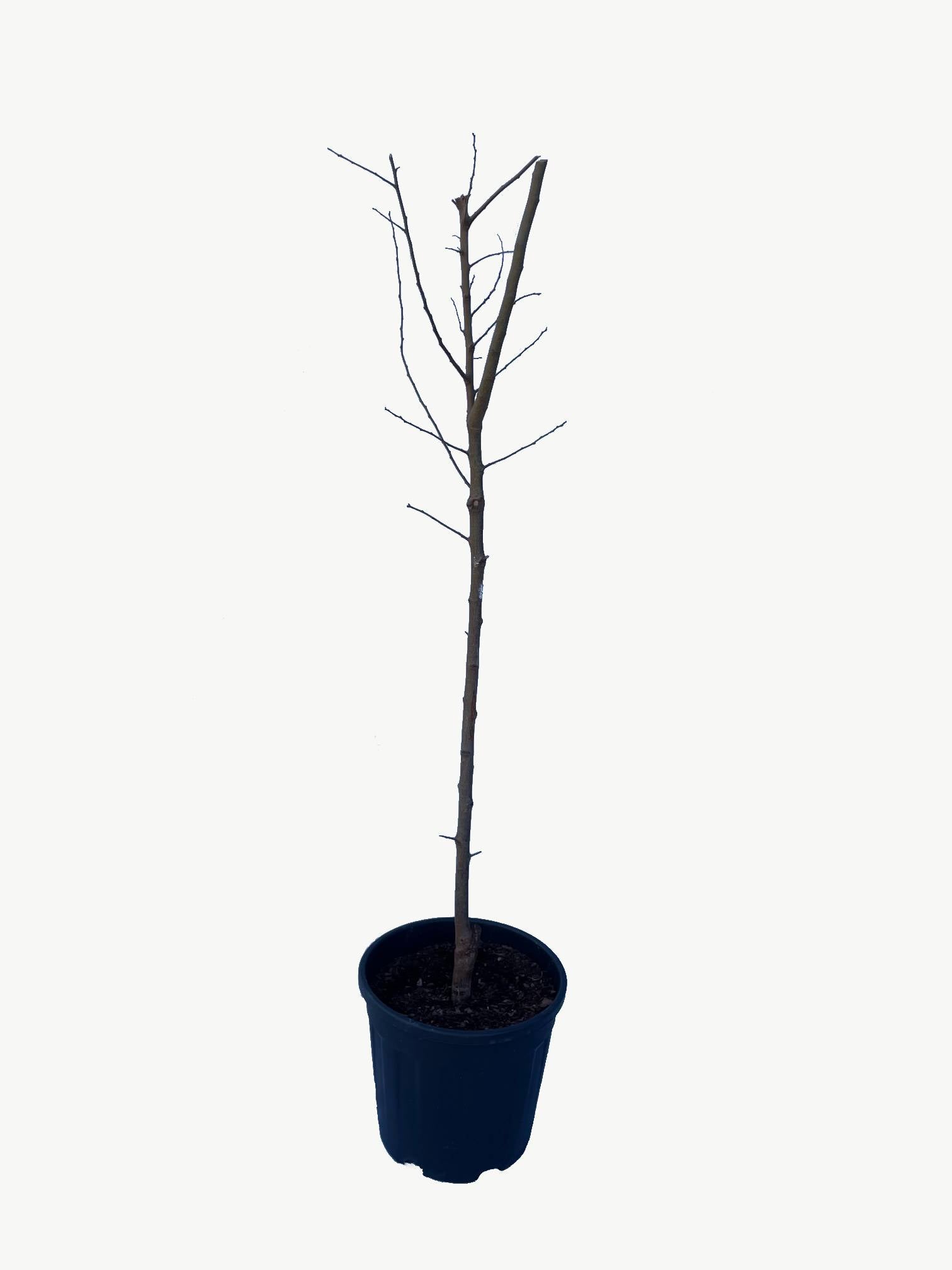 Frutal Ciruelo Golden Japan - Planta Natural - Maceta 26cm. - Altura Aprox. 120/150_3