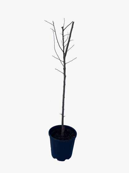 Frutal Ciruelo Golden Japan - Planta Natural - Maceta 26cm. - Altura Aprox. 120/150_3