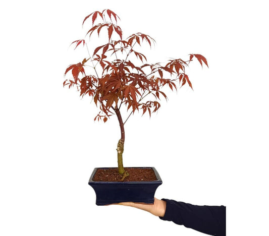 Bonsai Acer Palmatum Atroppurpureum 7 Años 35cm_0
