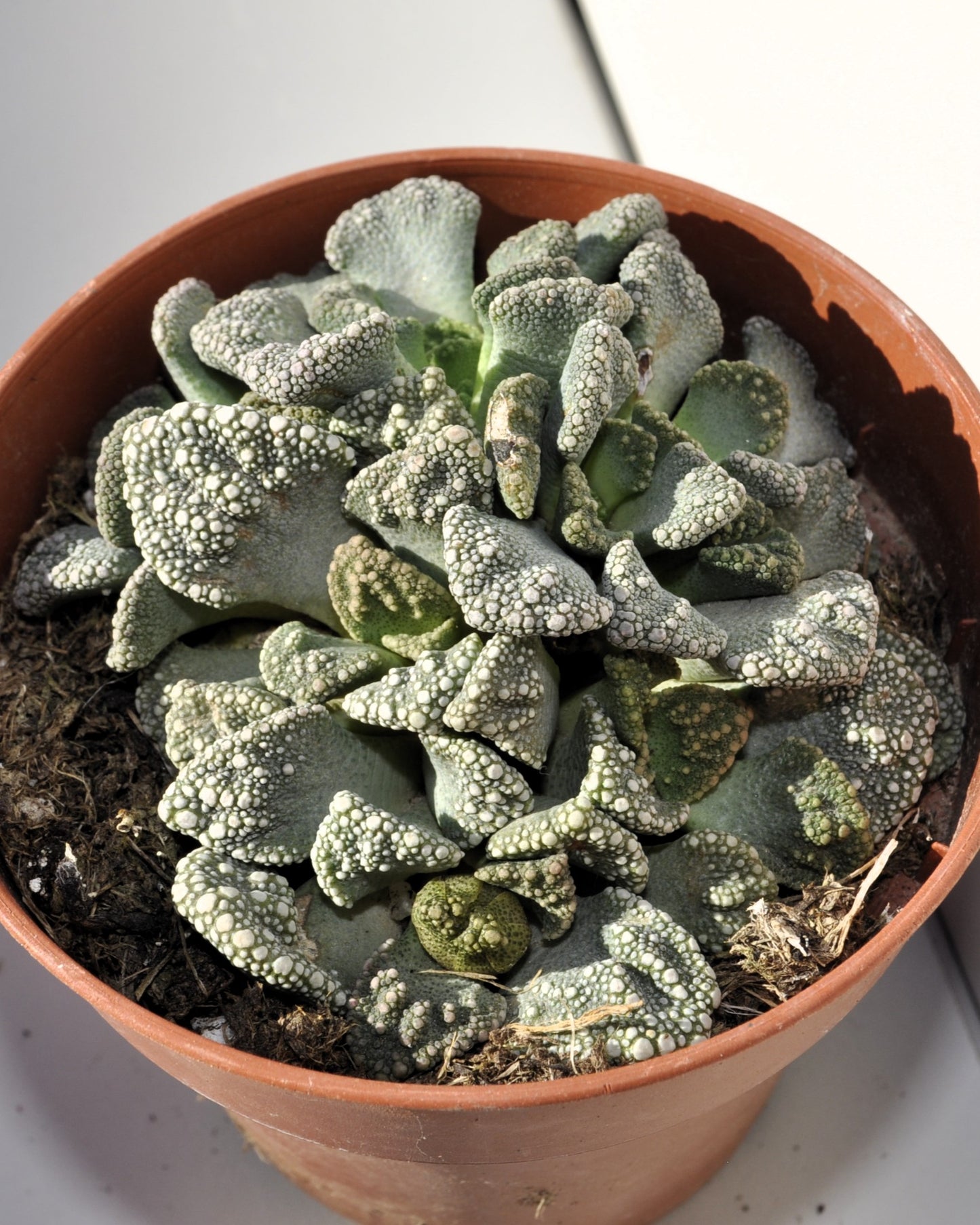 Titanopsis Calcarea M8.5; Hoja De Cemento, Planta Piedra; Curiosarium; Diámetro Maceta 8,5 Cm_1