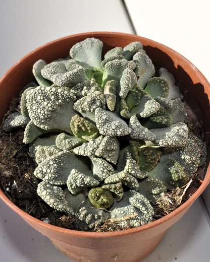 Titanopsis Calcarea M8.5; Hoja De Cemento, Planta Piedra; Curiosarium; Diámetro Maceta 8,5 Cm_1