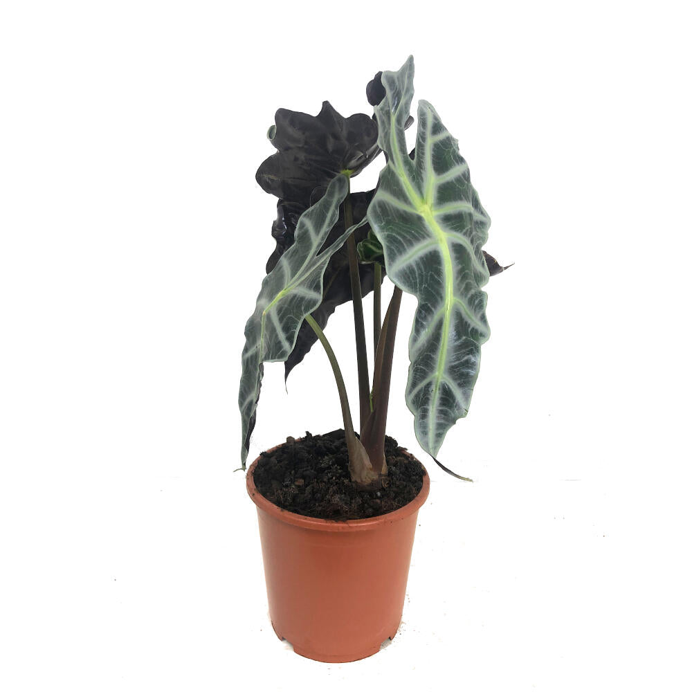 Alocasia Polly M17 50cm