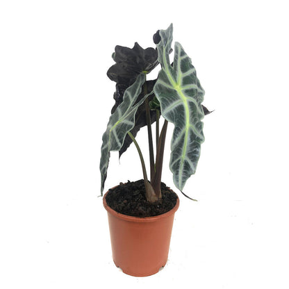 Alocasia Polly M17 50cm