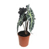 Alocasia Polly M17 50cm