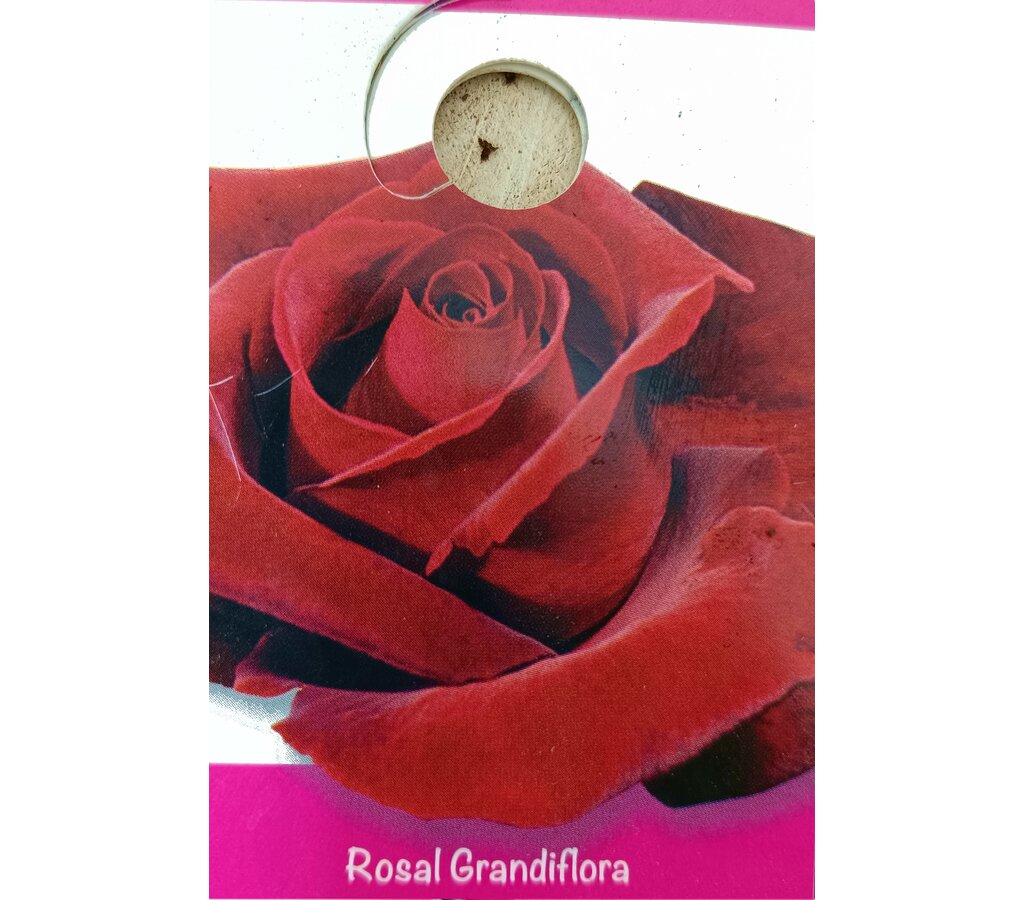 Rosal De Copa M25 140-160cm_1