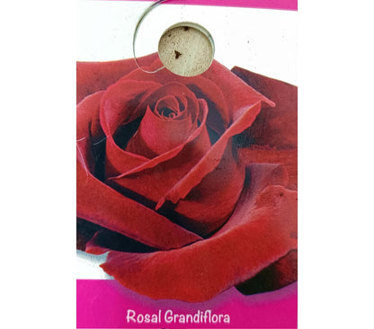 Rosal De Copa M25 140-160cm_1