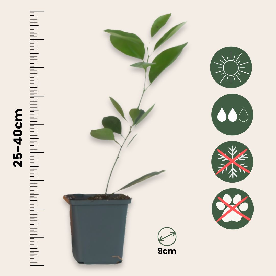 Naranjo - 3 Piezas - Citrus Mitis Calamondin - Altura 25-40cm - ⌀9cm