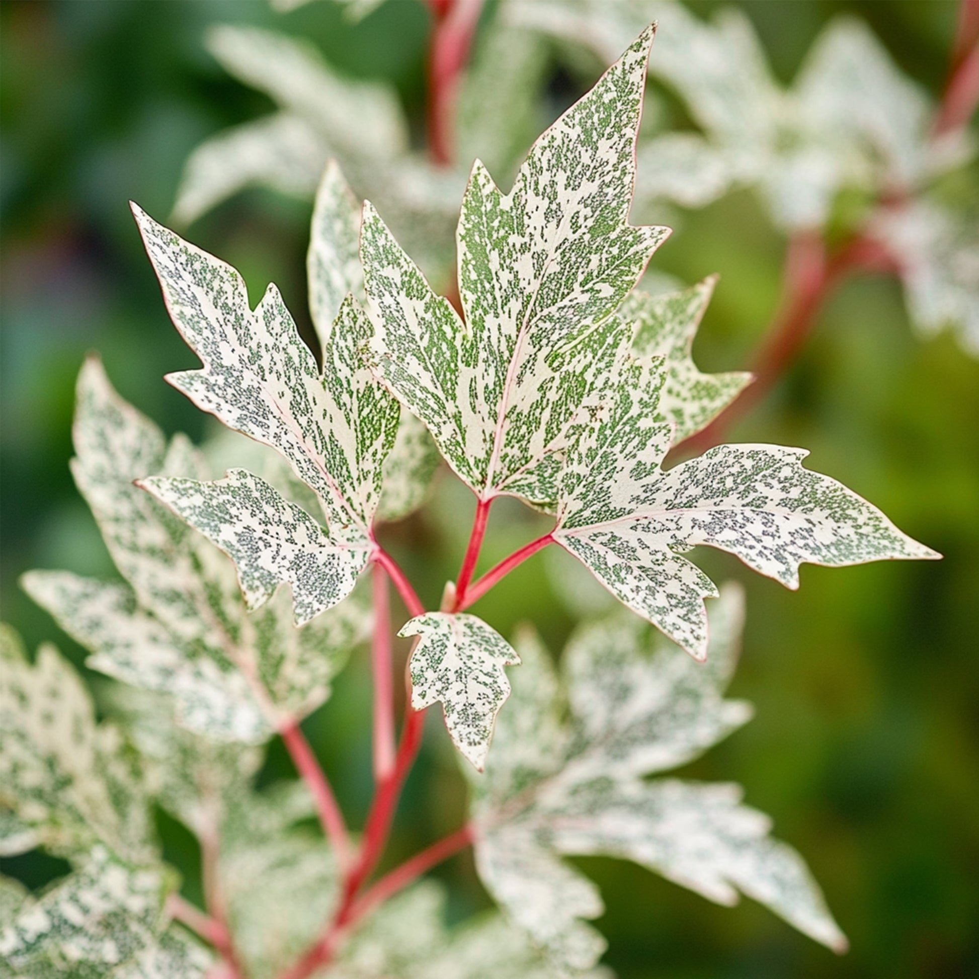 Arce Japonés - Acer Palmatum 'ukigumo' - Altura 50-60cm - ⌀19cm