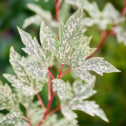 Arce Japonés - Acer Palmatum 'ukigumo' - Altura 50-60cm - ⌀19cm