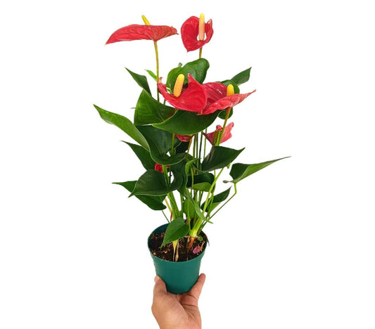 Anthurium Andreanum M12 50cm_0