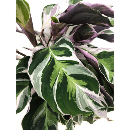 Calathea White Fusion M14 40cm_1